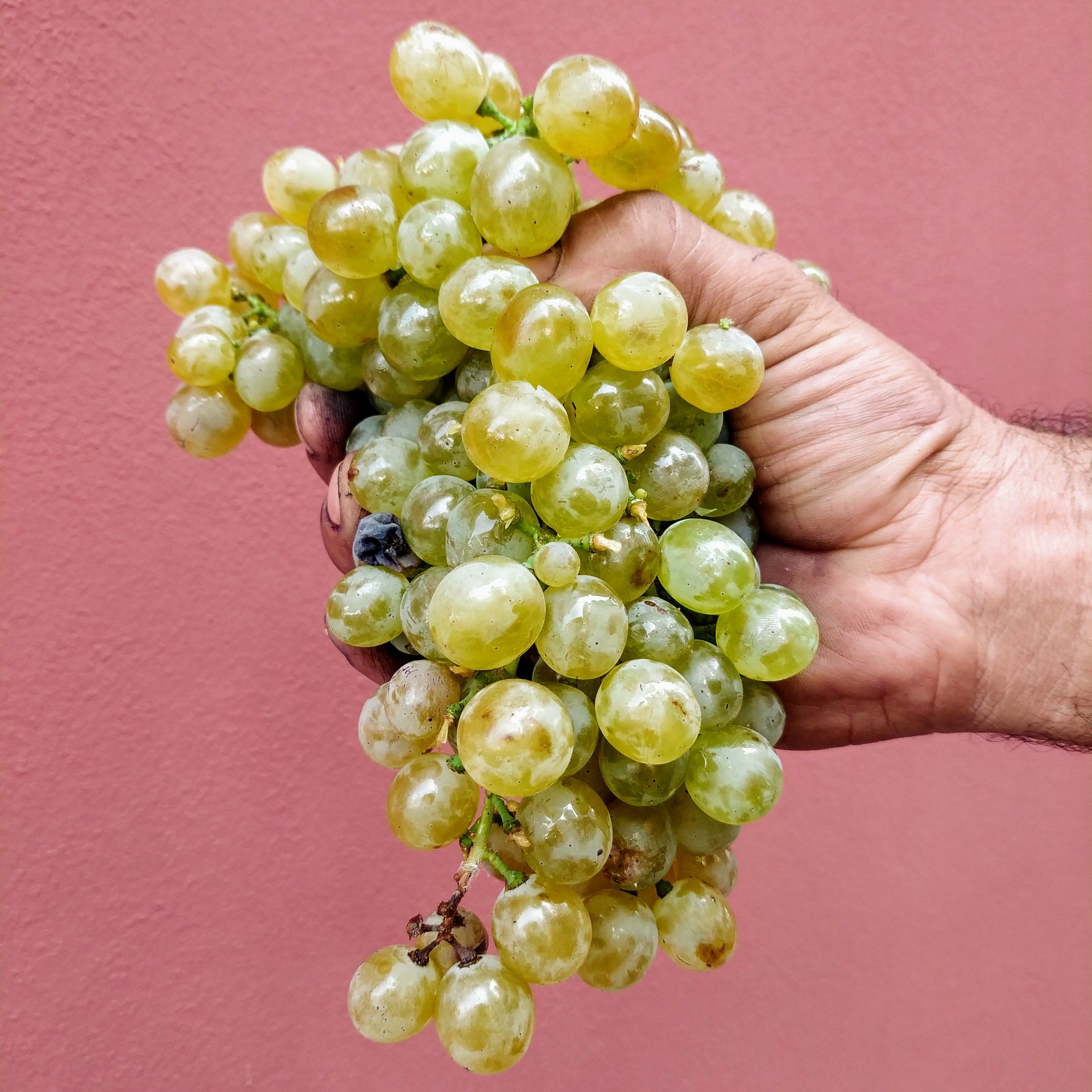 Vendemmia – Weinlese