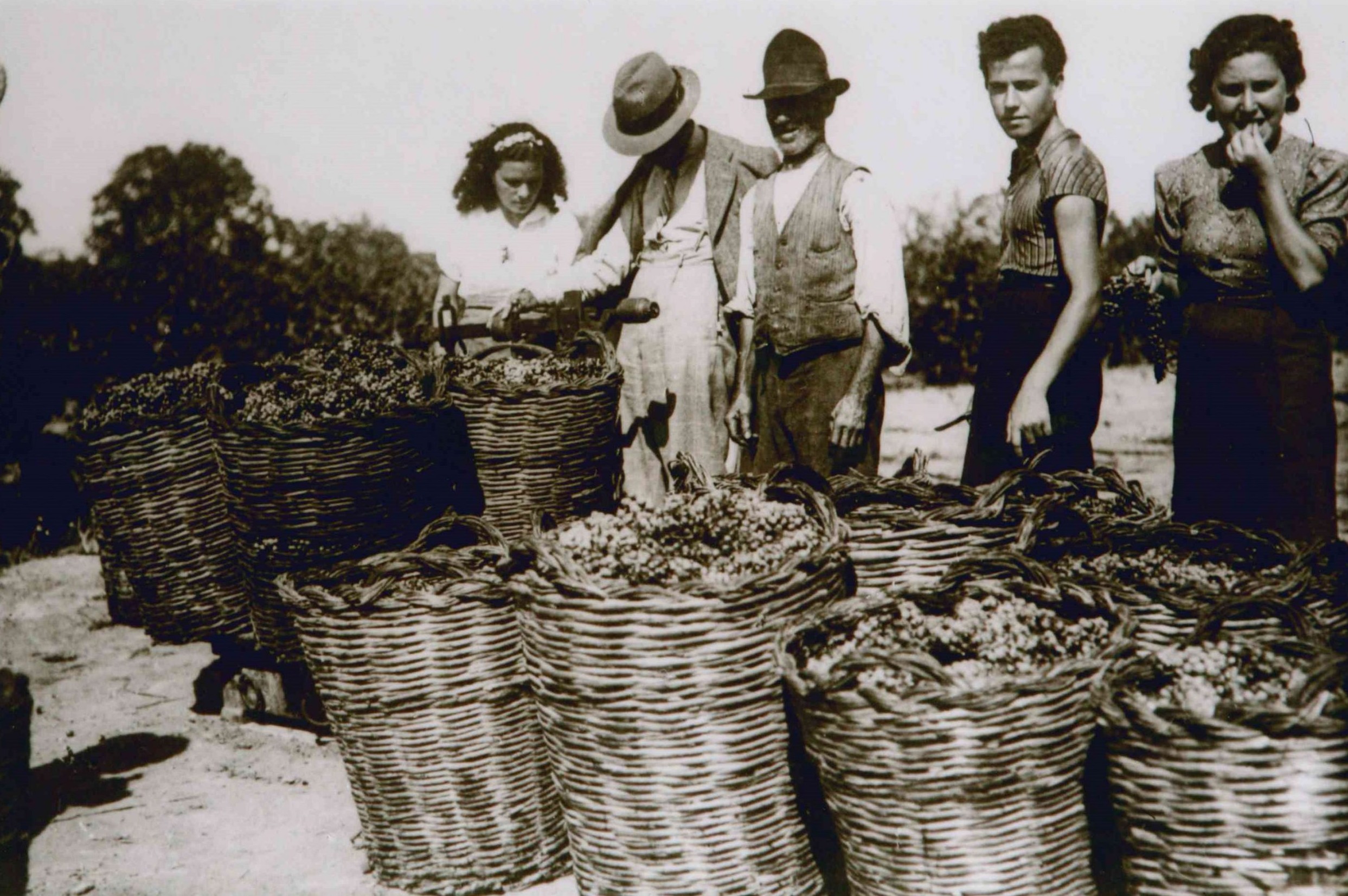 Cantina Vecchia Torre – Geschichte und Tradition
